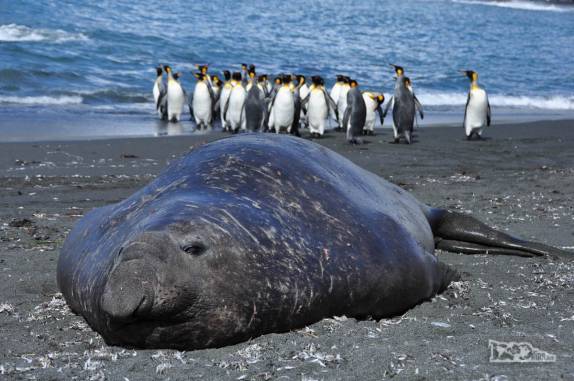 Pinguins rei e um grande elefante-marinho na praia de Gold Harbour, na Geórgia do Sul